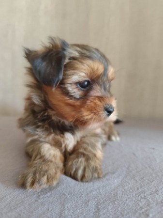 Yorkshire terrier
