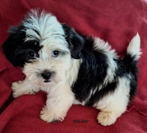 Bichon havanese