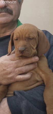 Eladó magyar vizsla kölykök