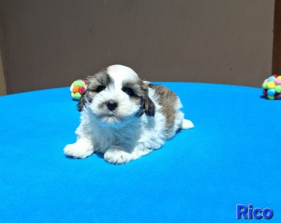 Bichon havanese