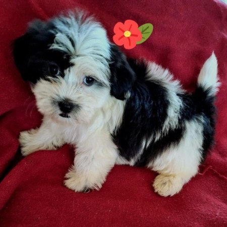 Bichon havanese
