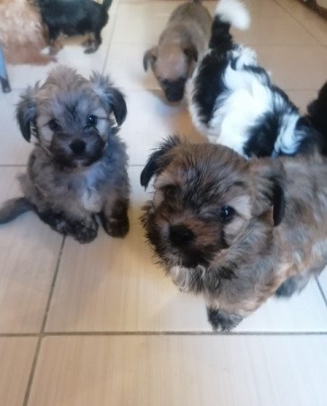 Yorki és havanese