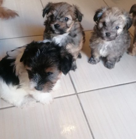 Yorki és havanese