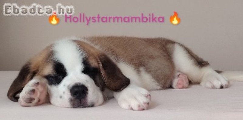 Bernáthegyi kiskutyák garanciásTenyészetből!