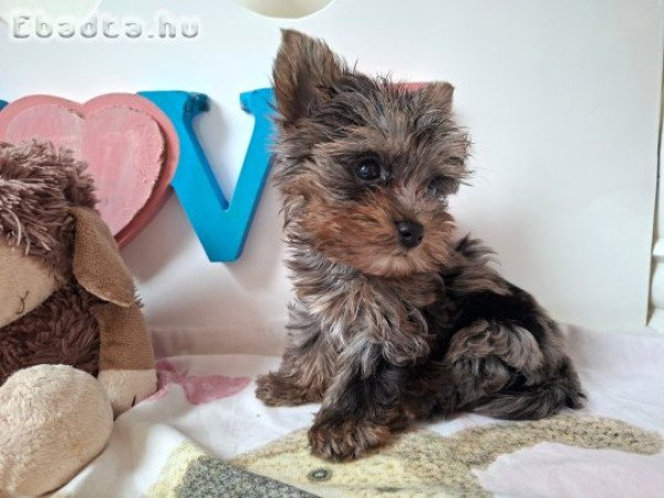 Mini Yorkshire terrier kisfiú (yorki)