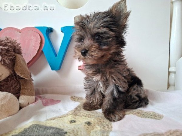 Mini Yorkshire terrier kisfiú (yorki)