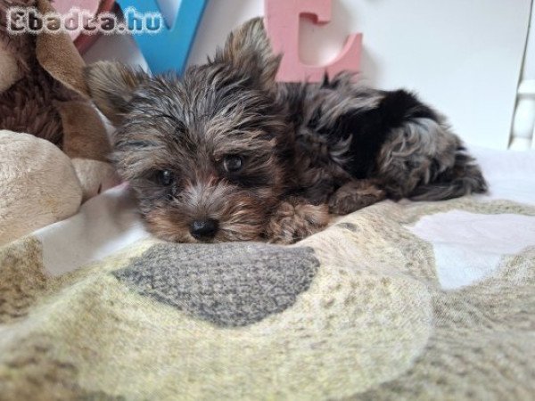 Mini Yorkshire terrier kisfiú (yorki)