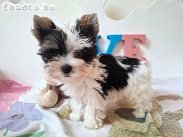 Mini Yorkshire terrier kisfiú (yorki)