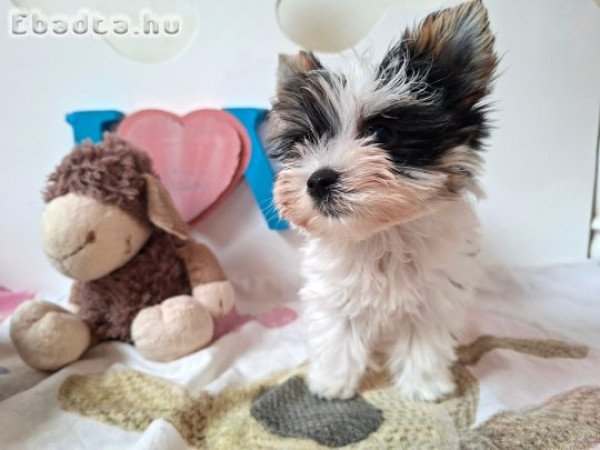 Mini Yorkshire terrier kisfiú (yorki)