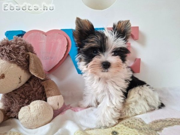 Mini Yorkshire terrier kisfiú (yorki)