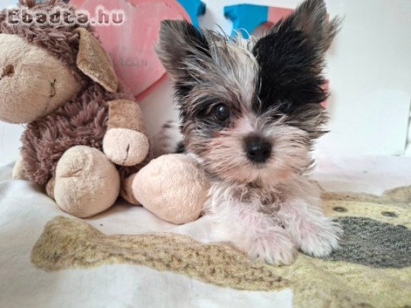 Mini Yorkshire terrier kislány (yorki)