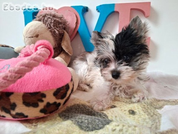 Mini Yorkshire terrier kislány (yorki)