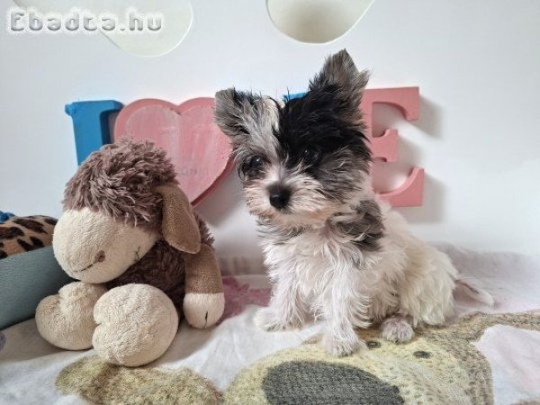 Mini Yorkshire terrier kislány (yorki)