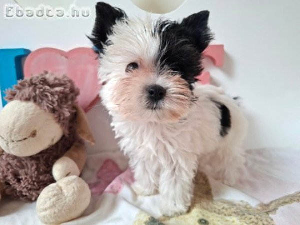 Mini Yorkshire terrier kislány (yorki)