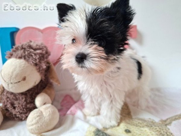 Mini Yorkshire terrier kislány (yorki)