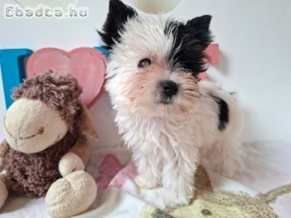Mini Yorkshire terrier kislány (yorki)
