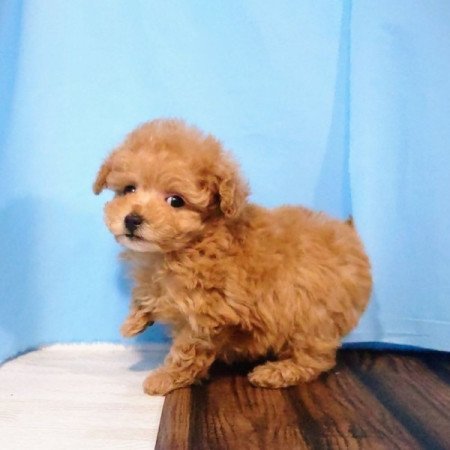 Maltipoo