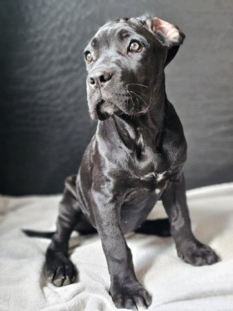 Cane Corso