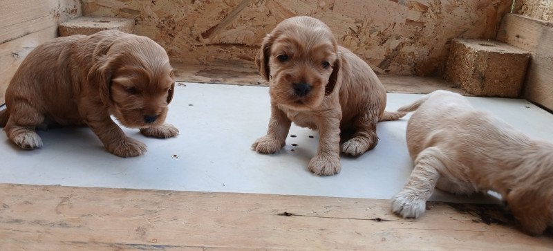 Angol cocker spániel