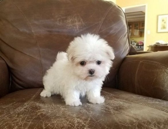 Maltipoo