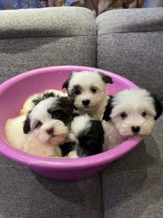 Bichon Havanese