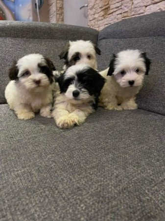 Bichon Havanese