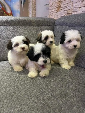 Bichon Havanese