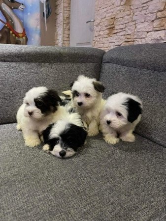 Bichon Havanese