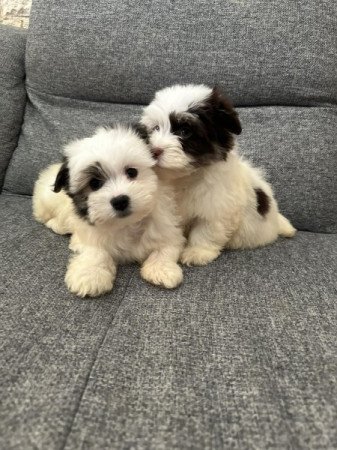 Bichon Havanese