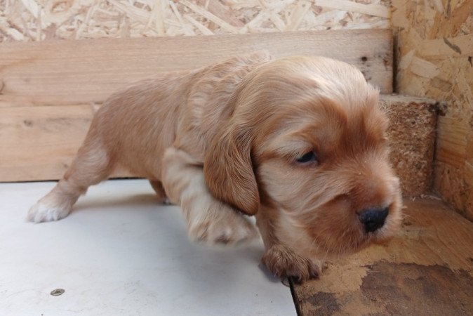 Angol cocker spániel