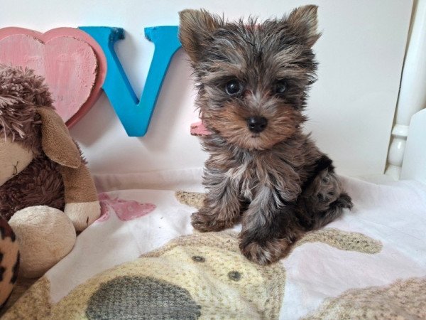 Yorkshire terrier