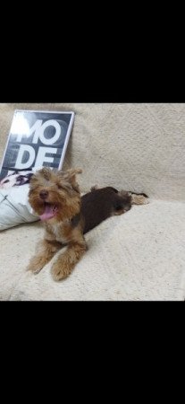 Yorkshire terrier