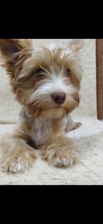 Yorkshire terrier