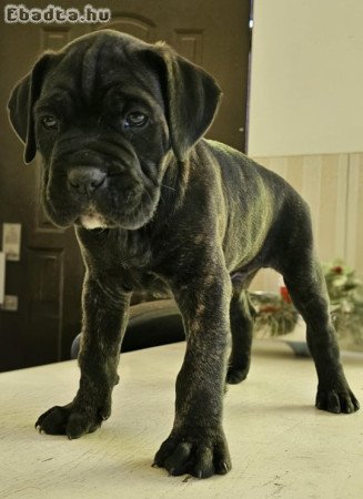 Cane Corso kölykök