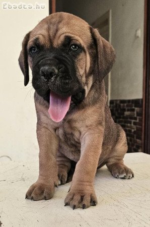 Cane Corso kölykök