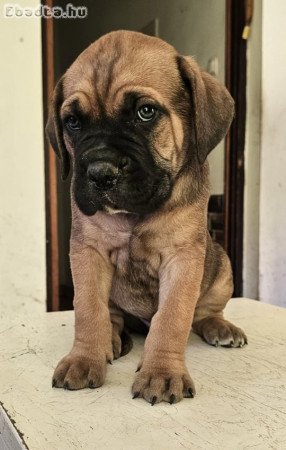 Cane Corso kölykök