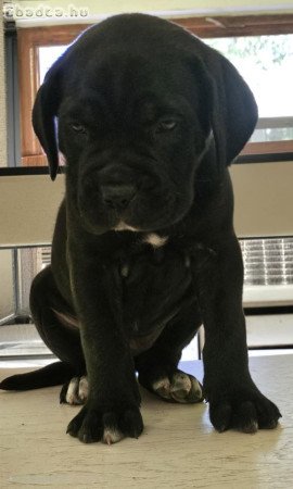 Cane Corso kölykök