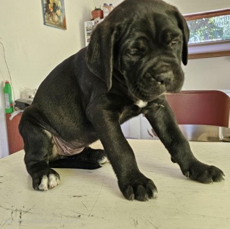Cane Corso