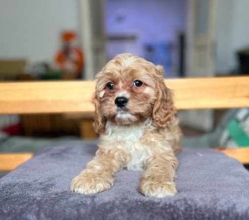 Cavalier King Charles spániel x uszkár