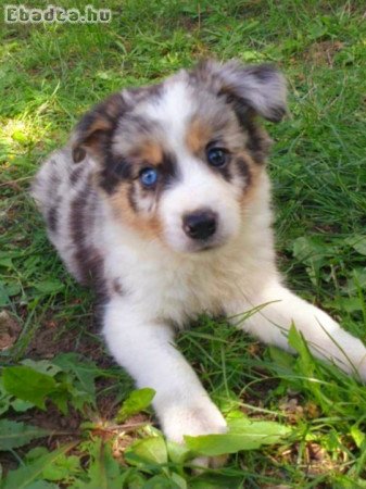 Border Collie Kiskutyák