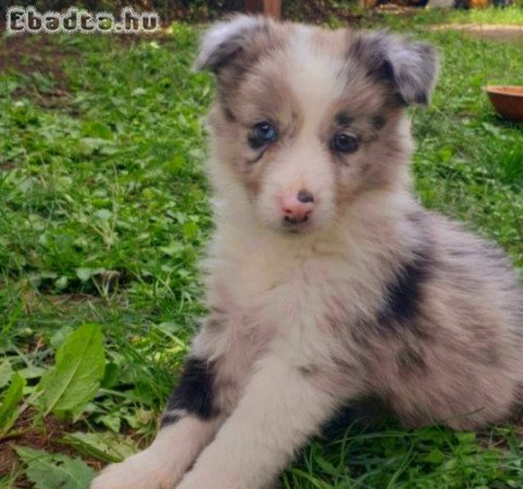 Border Collie Kiskutyák
