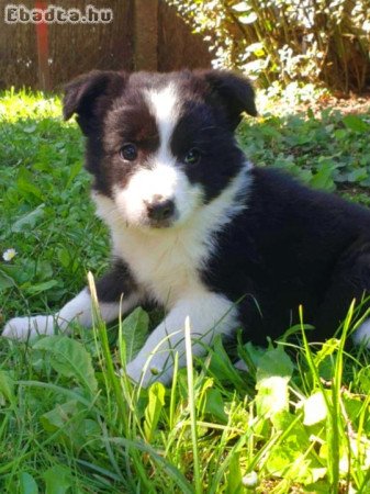 Border Collie Kiskutyák