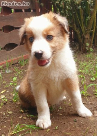 Border Collie Kiskutyák