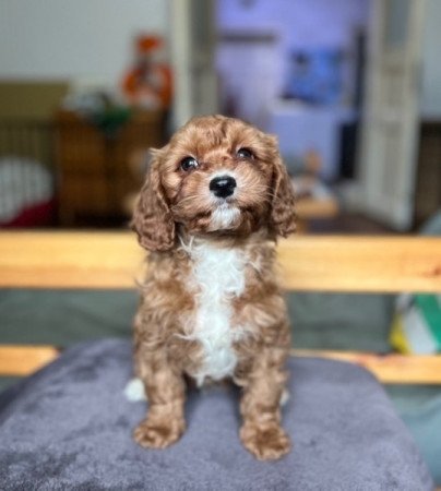 Cavalier King Charles spániel x uszkár