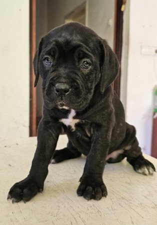 Cane Corso