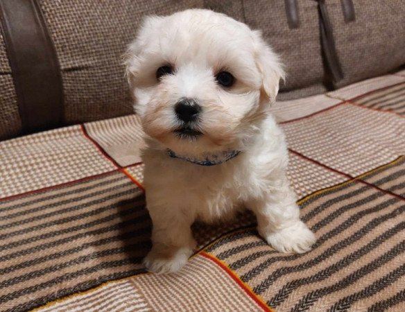 Bichon havanese