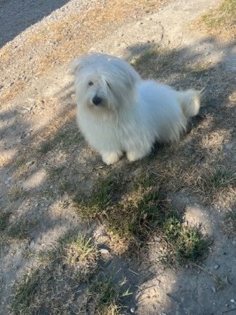 Coton de tulear