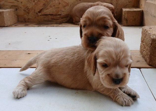 Angol cocker spániel