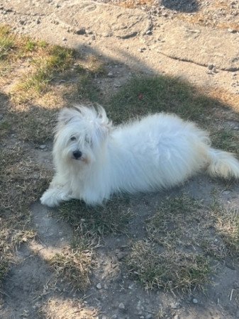 Coton de tulear