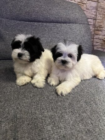 Bichon Havanese